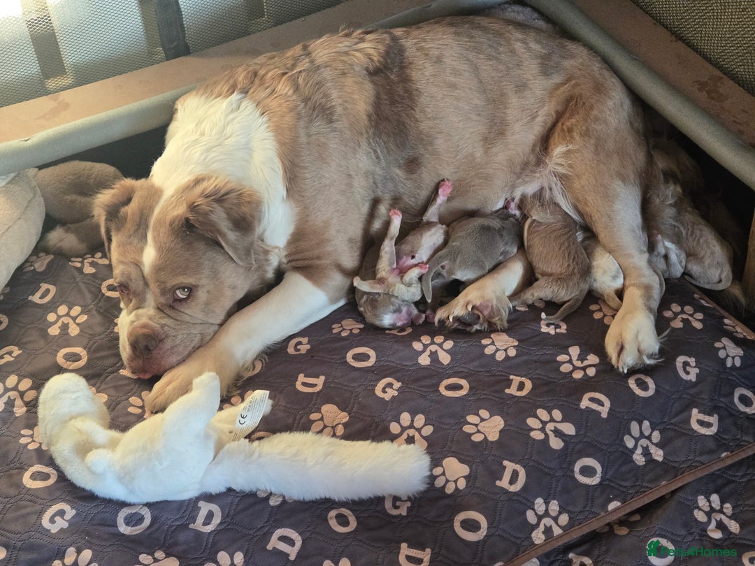 Olde English Bulldogge dogs for sale: Mammut : Fluffy Olde English Bulldog puppies. - Advert 11