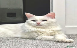 Turkish Angora cats for sale: Turkish Angora - Image 2