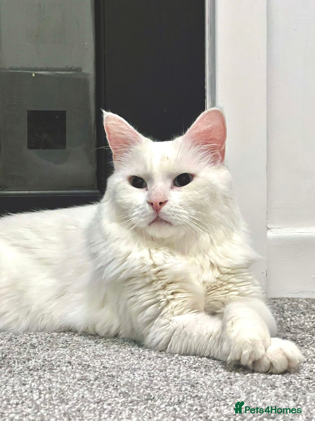 Turkish Angora cats for sale: Turkish Angora - Image 2