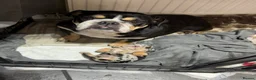 English Bulldog dogs for sale: Merle English Bulldog  in Wigan - Advert 9