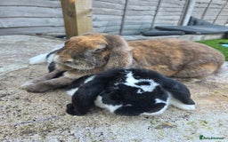 British Giant rabbits for sale: 2 Giant French Lops Male - Image 1