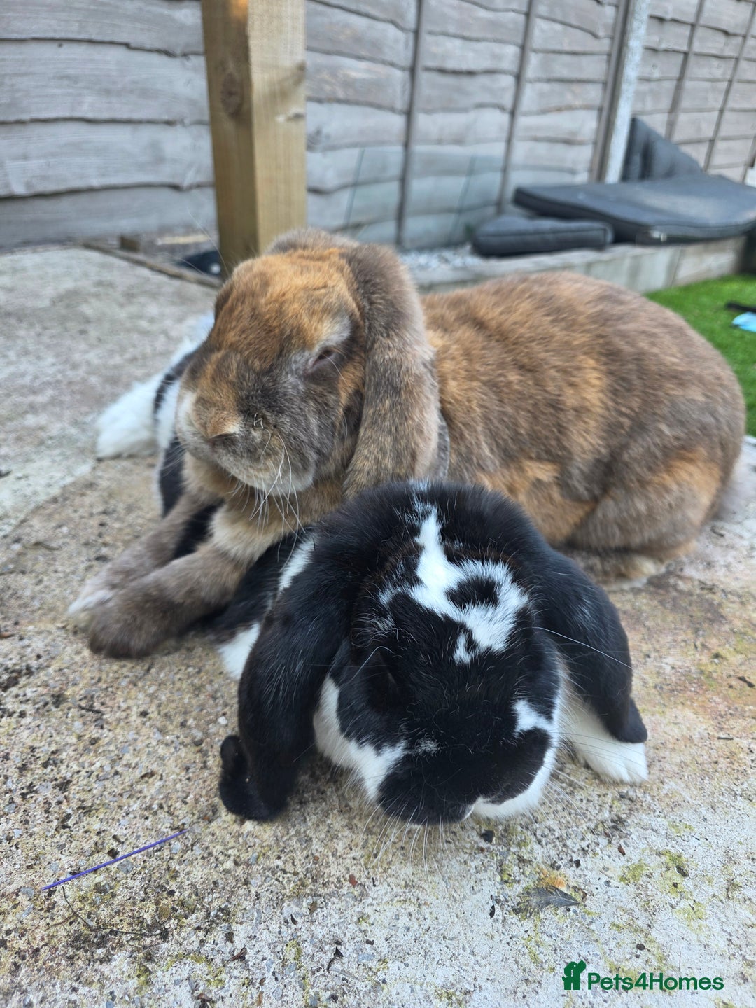 British Giant rabbits for sale: 2 Giant French Lops Male - Image 1