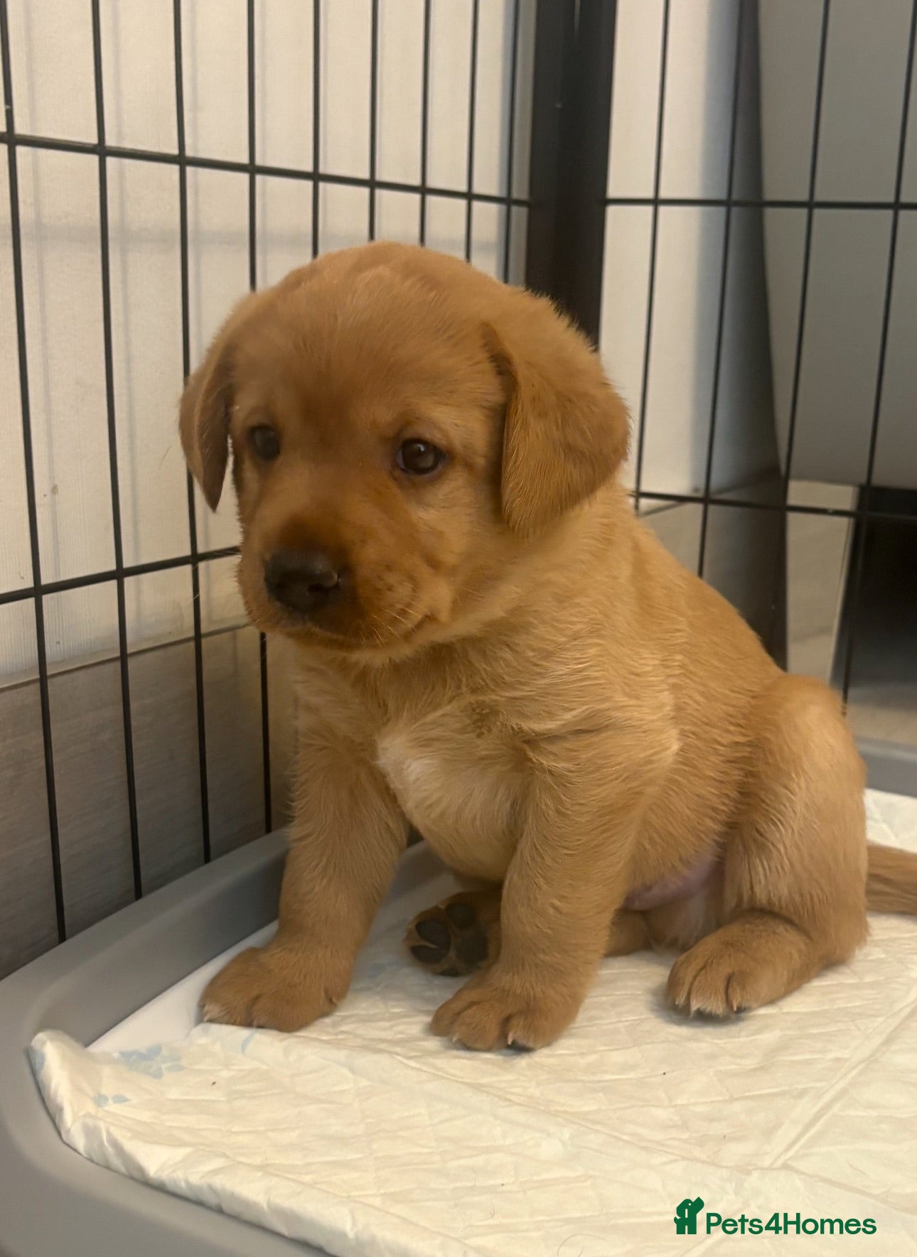 Labrador Retriever dogs Top quality chunky KC reg Labradors girls - Advert 7
