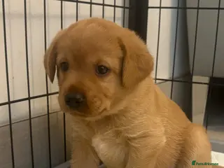 Labrador Retriever dogs Top quality chunky KC reg Labradors girls - Advert 7