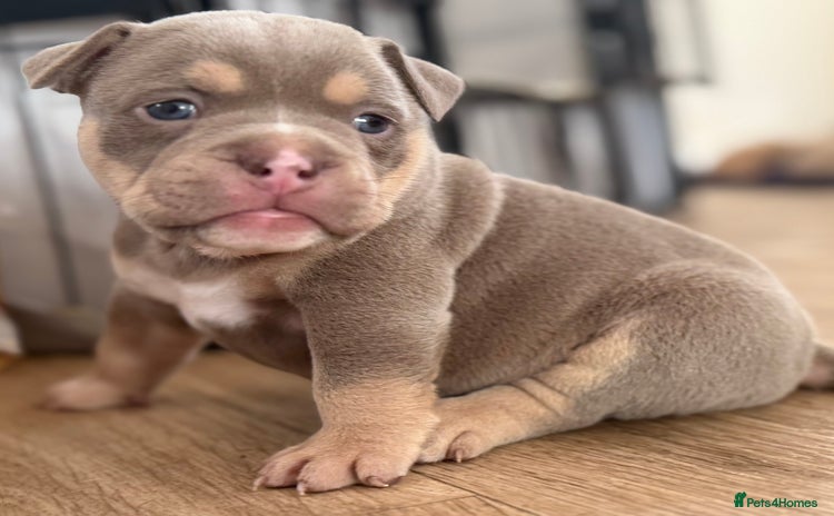 Mixed Breed dogs - Advert 14