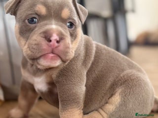 Mixed Breed dogs - Advert 4