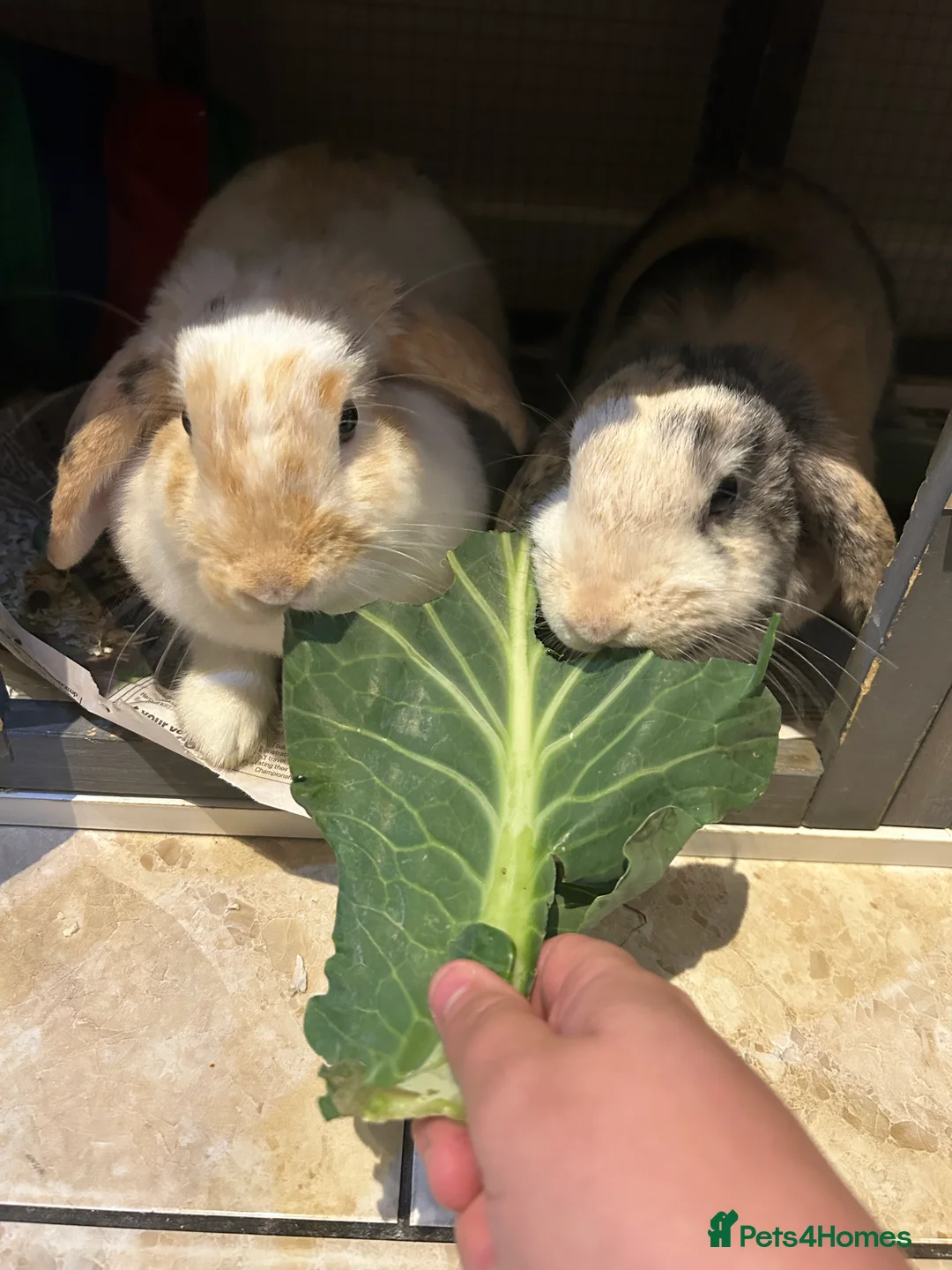 Mini Lop rabbits for sale: Female sister bunnies  - Advert 1