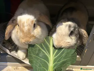 Mini Lop rabbits Female sister bunnies - Advert 1