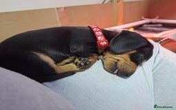 Miniature Dachshund dogs for sale: 5 gorgeous miniature dachshund puppies for sale  - Image 22