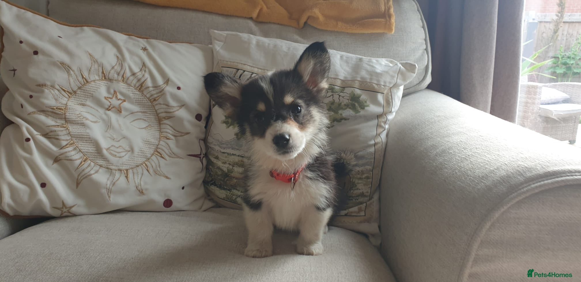 Welsh Corgi Pembroke dogs Ready now Beautiful kc Corgi Puppies - Advert 1