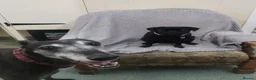 Greyhound dogs for adoption: Jetts & Flump - Advert 1