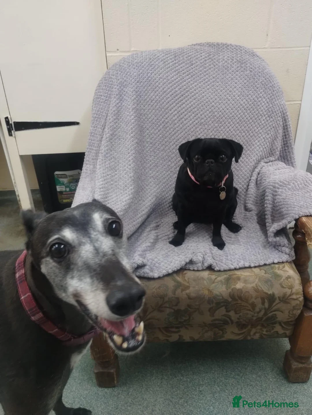Greyhound dogs for adoption: Jetts & Flump - Advert 1