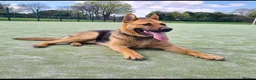 German Shepherd dogs for stud: Tank available for stud duties  - Advert 2