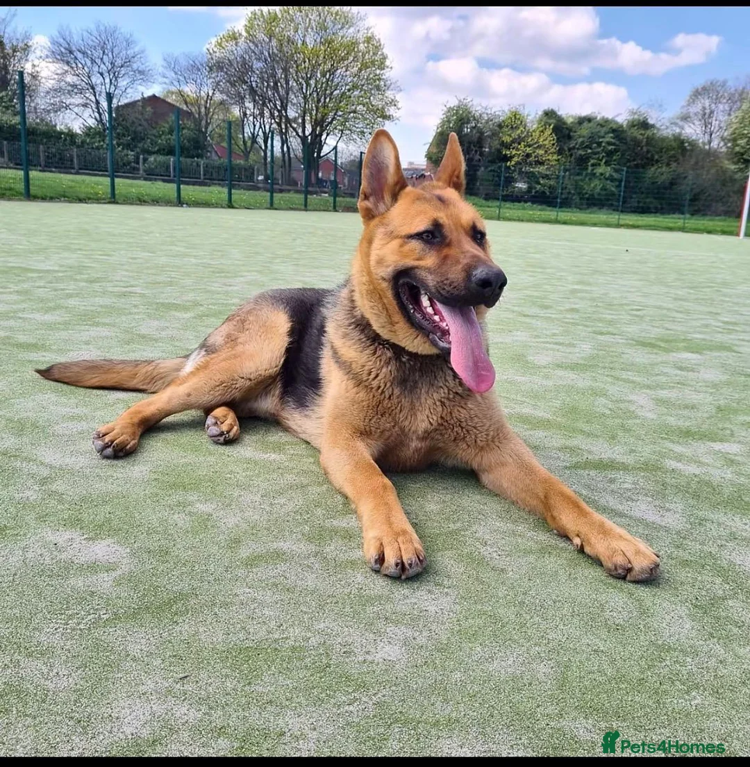 German Shepherd dogs for stud: Tank available for stud duties  - Advert 2