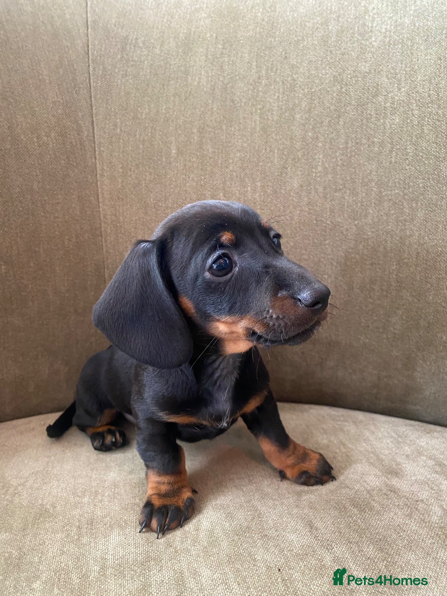 Miniature Dachshund dogs ready to leave beautiful litter of mini dachshunds - Advert 1