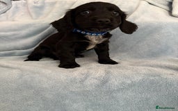 Cocker Spaniel dogs for sale: Ready to leave! 7 beautiful cocker spaniel pups in Hornchurch - Image 6