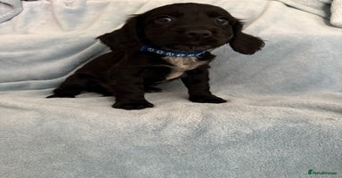 Cocker Spaniel dogs in Hornchurch - Advert 4