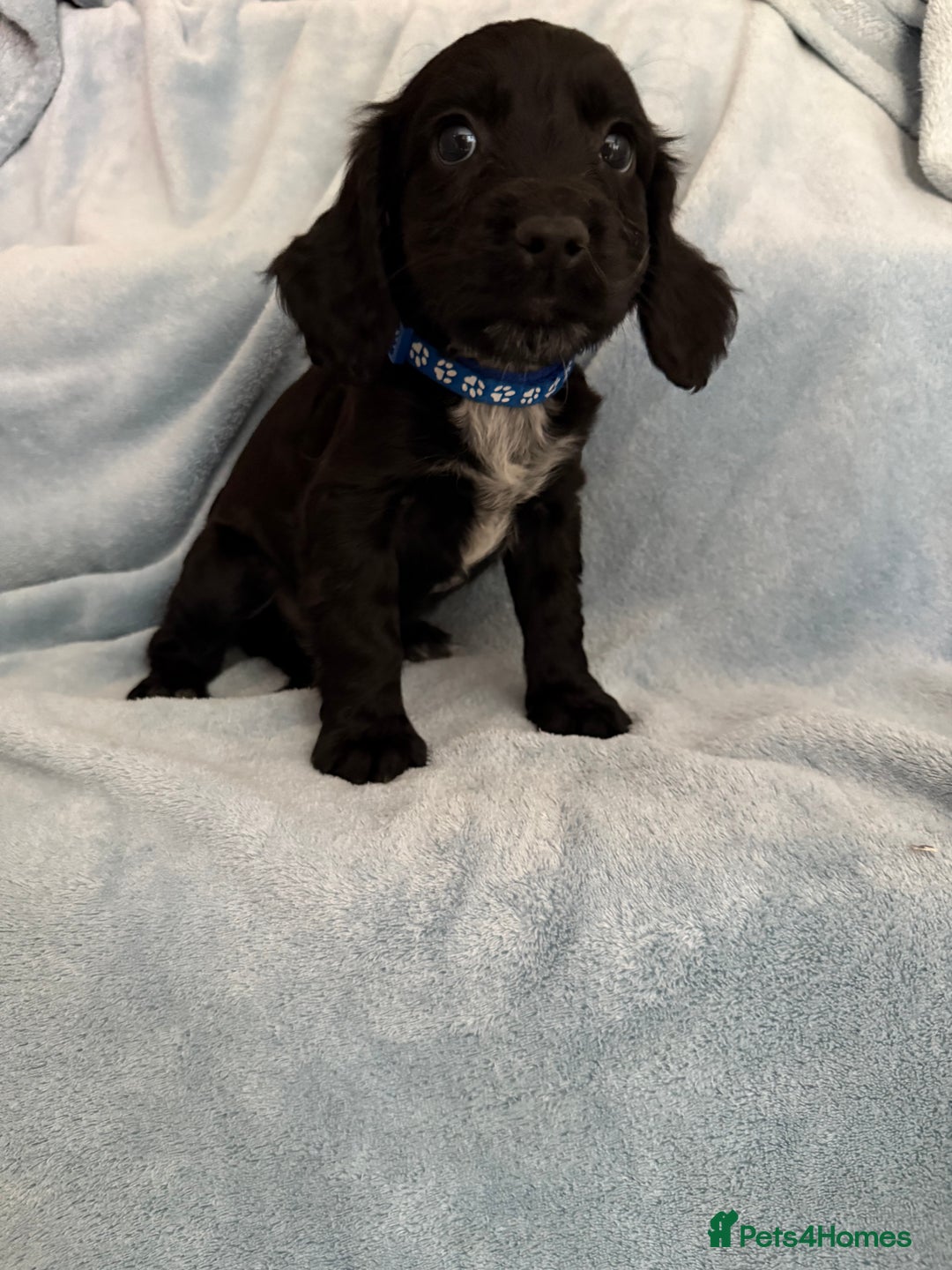 Cocker Spaniel dogs for sale: Ready to leave! 7 beautiful cocker spaniel pups in Hornchurch - Image 6