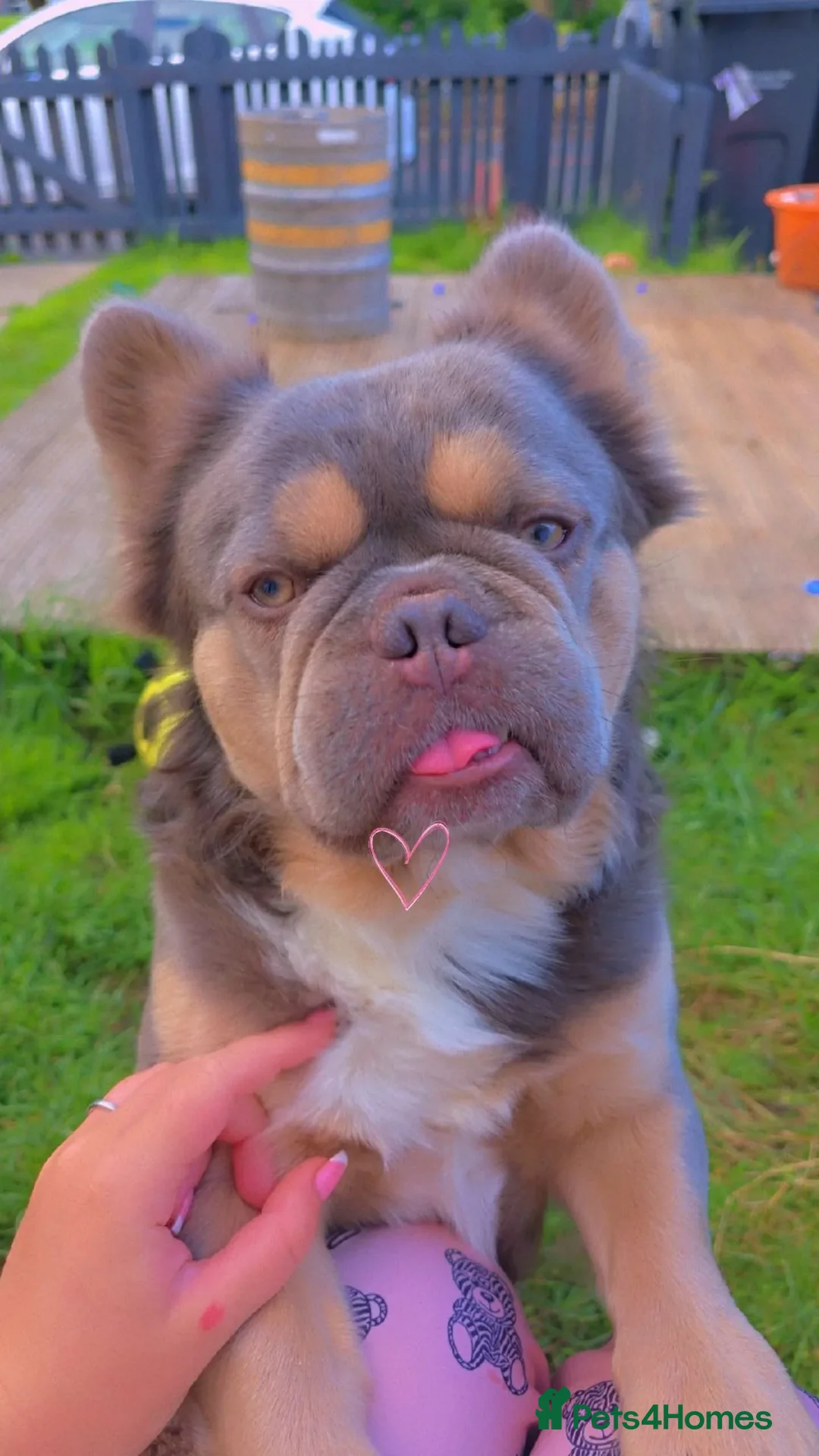 French Bulldog dogs for stud: FULL FLUFFY FRENCH BULLDOG STUD🦁 in Chester - Advert 4