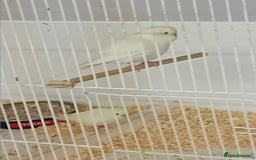 Budgerigars birds for sale: Budgies  - Advert 2