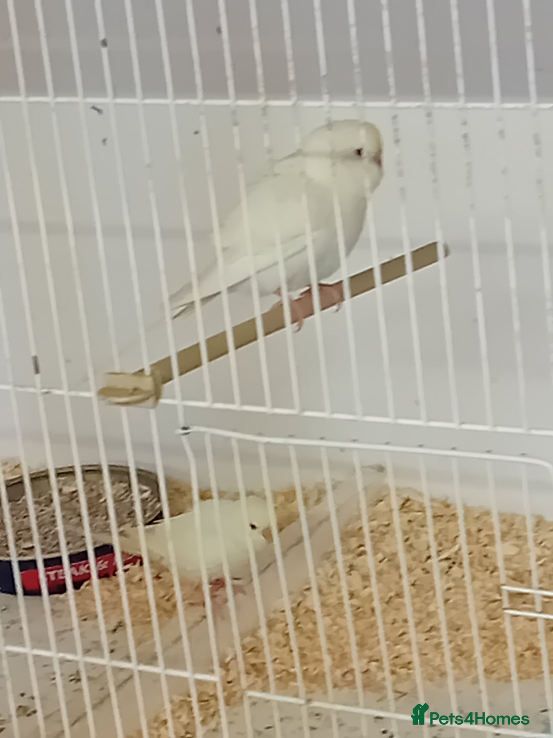 Budgerigars birds for sale: Budgies  - Advert 2