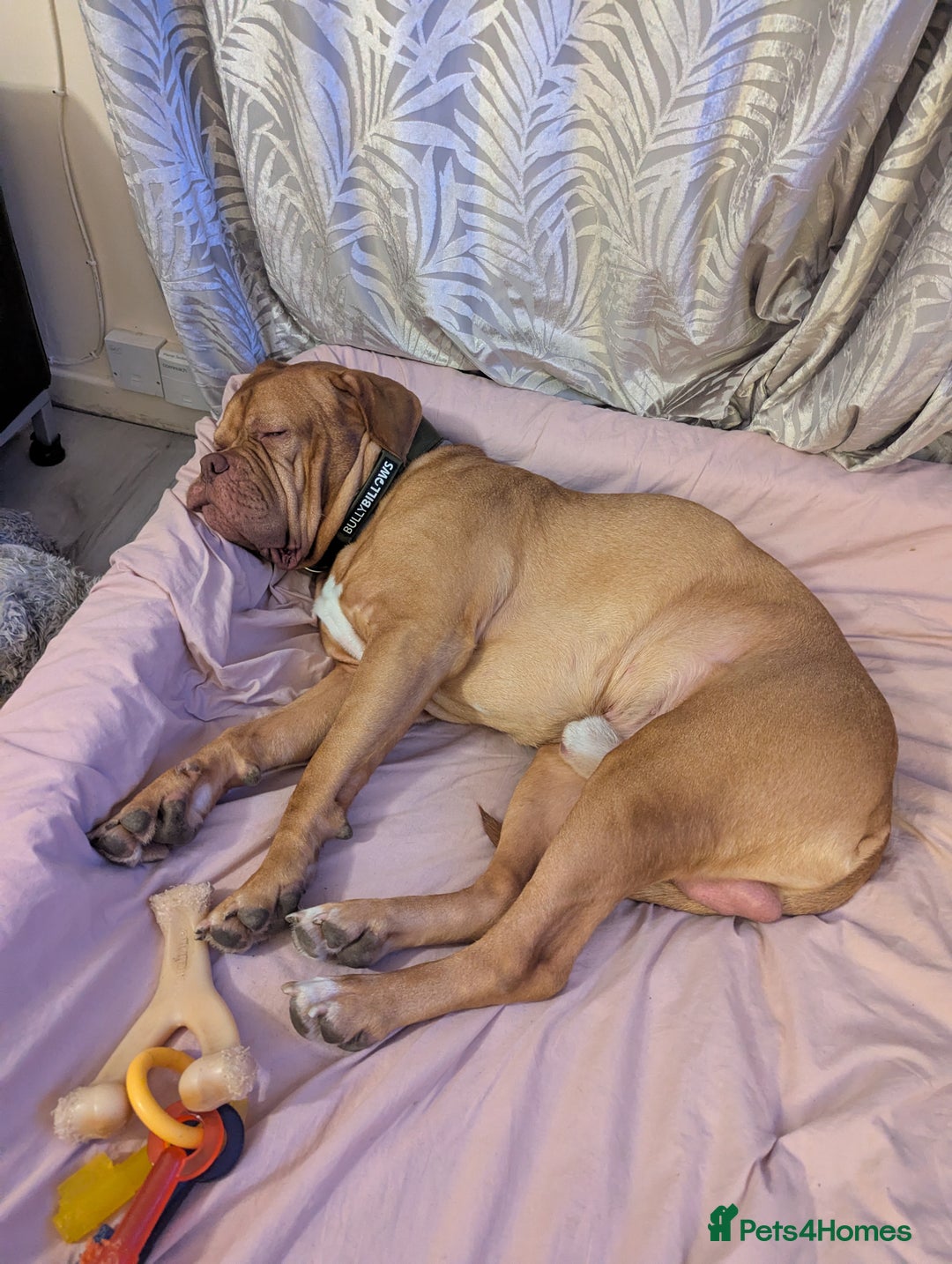 Dogue De Bordeaux dogs for sale: 2 YEAR OLD MALE DOGUE DE BORDEAUX KC REGISTERED - Advert 5