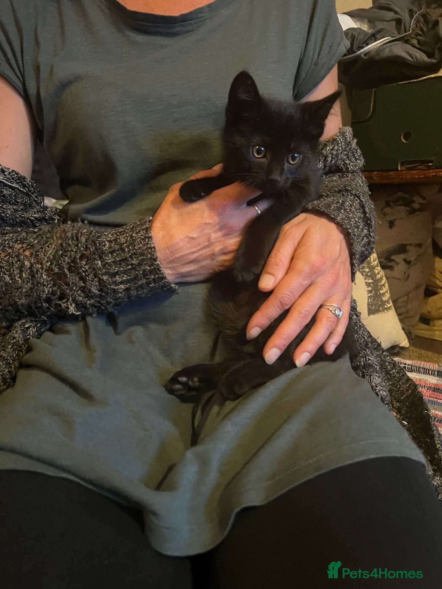 Mixed Breed cats 2 black males 8 weeks old - Advert 1