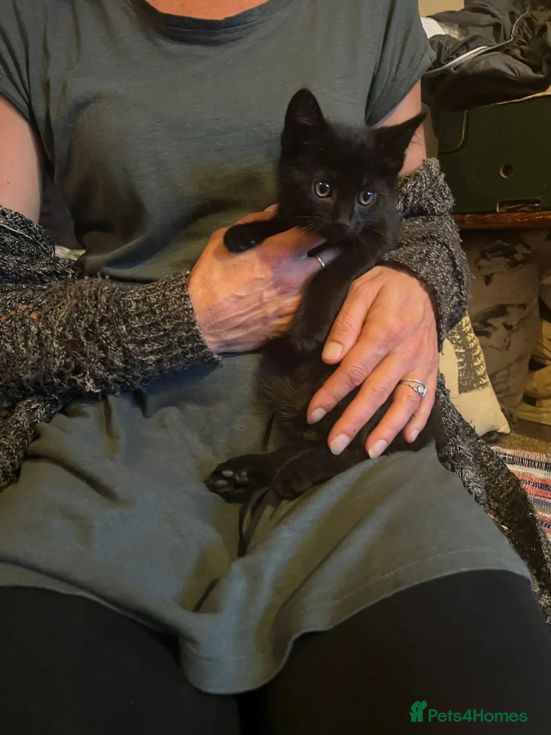 Mixed Breed cats for sale: 2 black males 8 weeks old - Advert 1