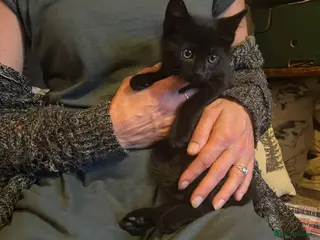 Mixed Breed cats 2 black males 8 weeks old, 1 tortoiseshell female. - Advert 1