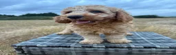 Labradoodle dogs for sale: F1b health tested Labradoodles 🌼 - Advert 4