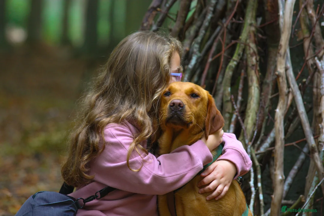 Labrador Retriever dogs for sale: Red Labrador Puppies - Advert 12