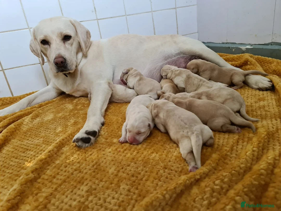 Labrador Retriever dogs for stud: Purple Genie (Duke)  Well proven stud in West Bromwich - Advert 26