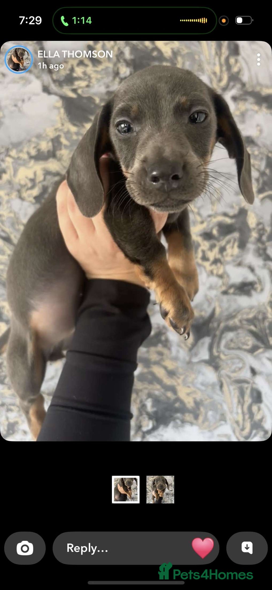 Miniature Dachshund dogs for sale: Miniature Isabella tan dapple/ blue and tan Girls - Image 13