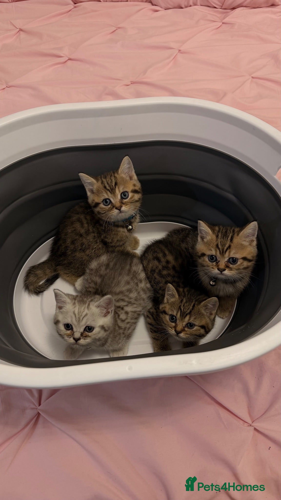 British Shorthair cats 🐾 ADORABLE KITTENS LOOKING FOR NEW HOMES\!** 🏡💕 - Advert 3