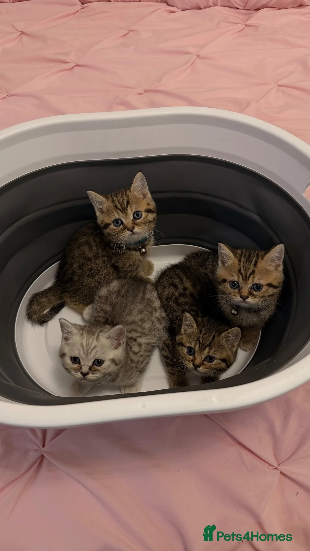 British Shorthair cats for sale: 🐾 ADORABLE KITTENS LOOKING FOR NEW HOMES\!** 🏡💕 in London - Advert 1