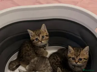 British Shorthair cats 🐾 ADORABLE KITTENS LOOKING FOR NEW HOMES\!** 🏡💕 - Advert 3