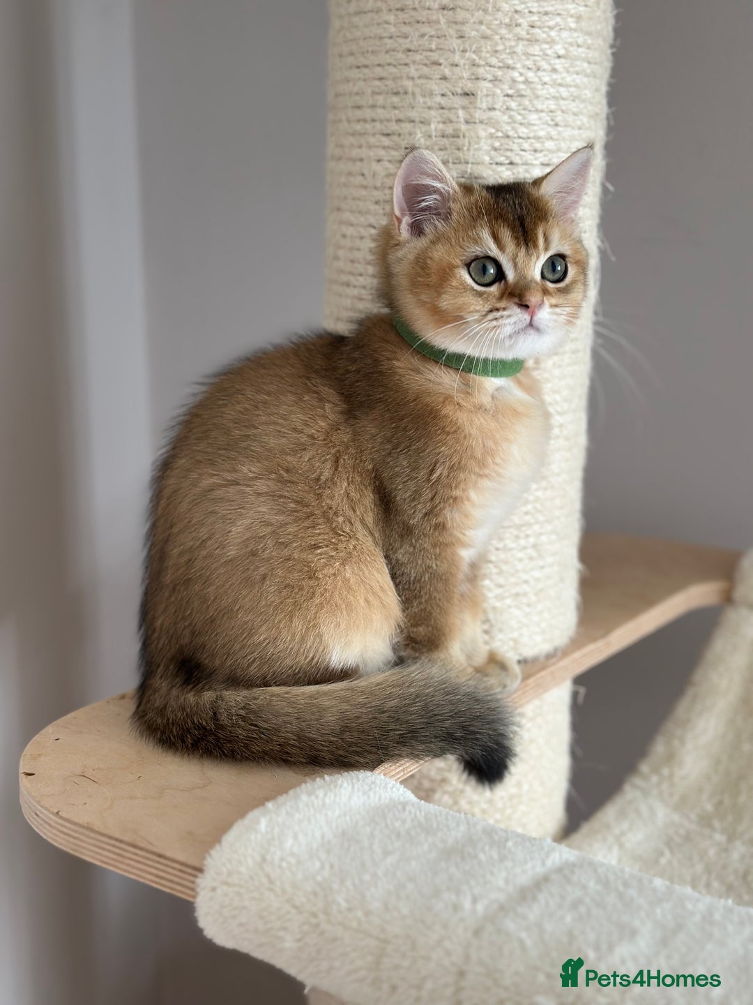 British Shorthair cats for sale: BSH Golden kittens  - Image 39