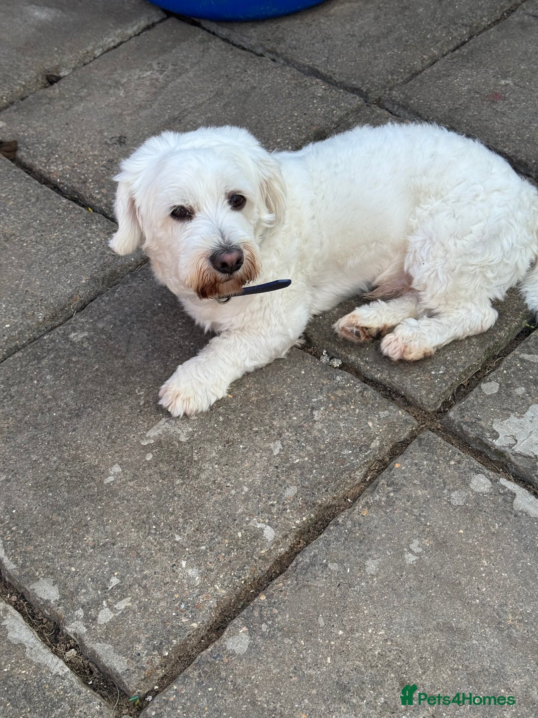 Bichon Frise dogs for sale: Four gorgeous boys and two wonderful girls - Image 14