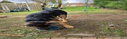 German Shepherd dogs for sale: German shepherd  in Leeds - Advert 3