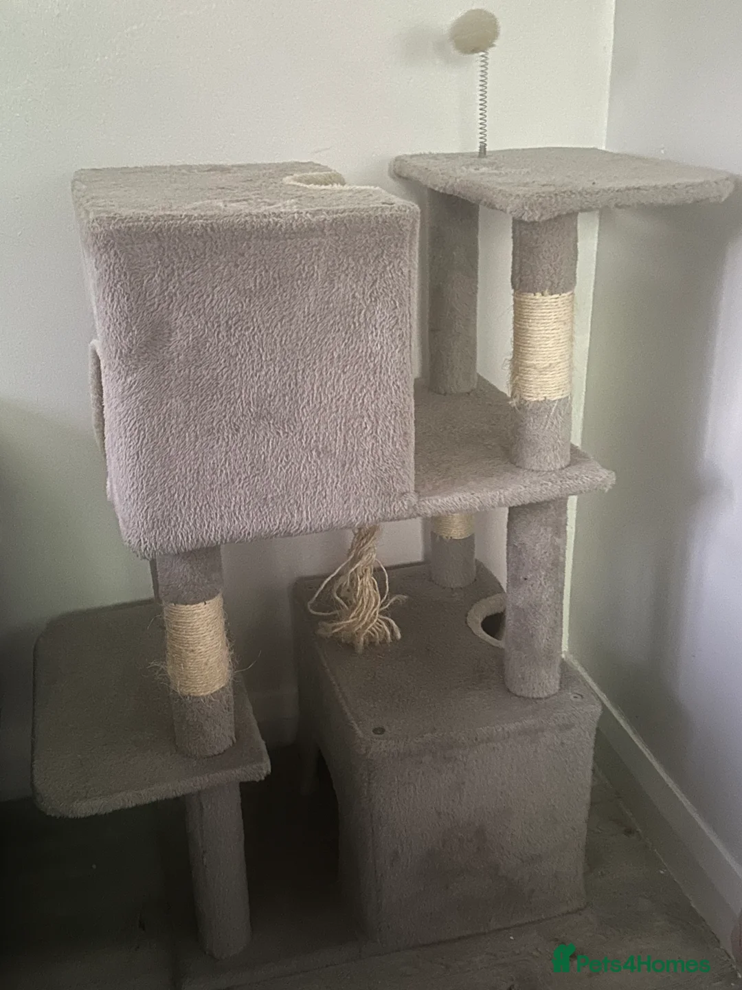 Brazilian Shorthair cats for sale: pure British shorthair from 5 generations  - Advert 2