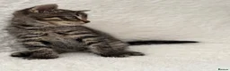Mixed Breed cats for sale: Tabby male kittens  - Advert 13