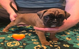 Boxer dogs for sale: 4 KC REG - COI 0% - Multi Champion Bloodline Pups - Image 3