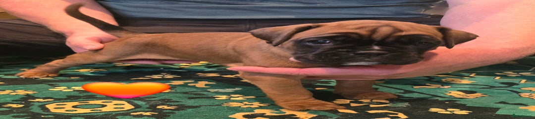 Boxer Puppy 7