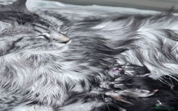 Maine Coon cats for sale: FULL Mainecoon kittens  - Image 23