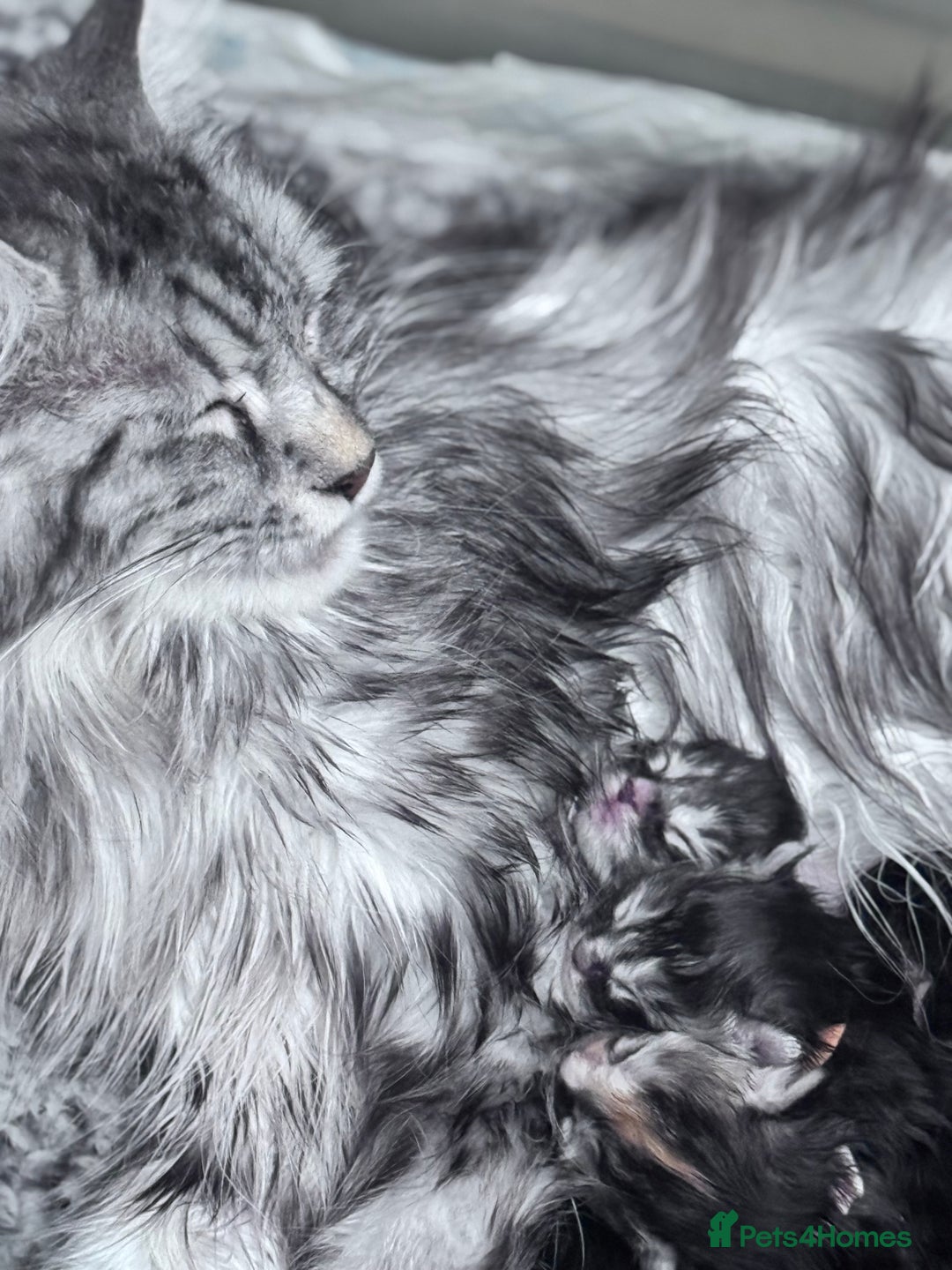 Maine Coon cats for sale: FULL Mainecoon kittens  - Image 23