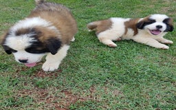 Saint Bernard dogs for sale: “Meet my adorable puppies - Ready for New Homes! ” - Image 3