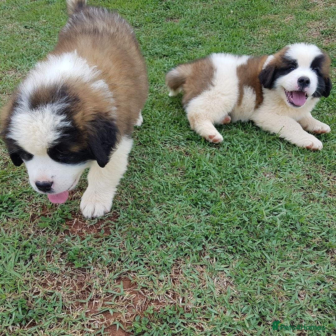Saint Bernard dogs for sale: “Meet my adorable puppies - Ready for New Homes! ” - Image 3