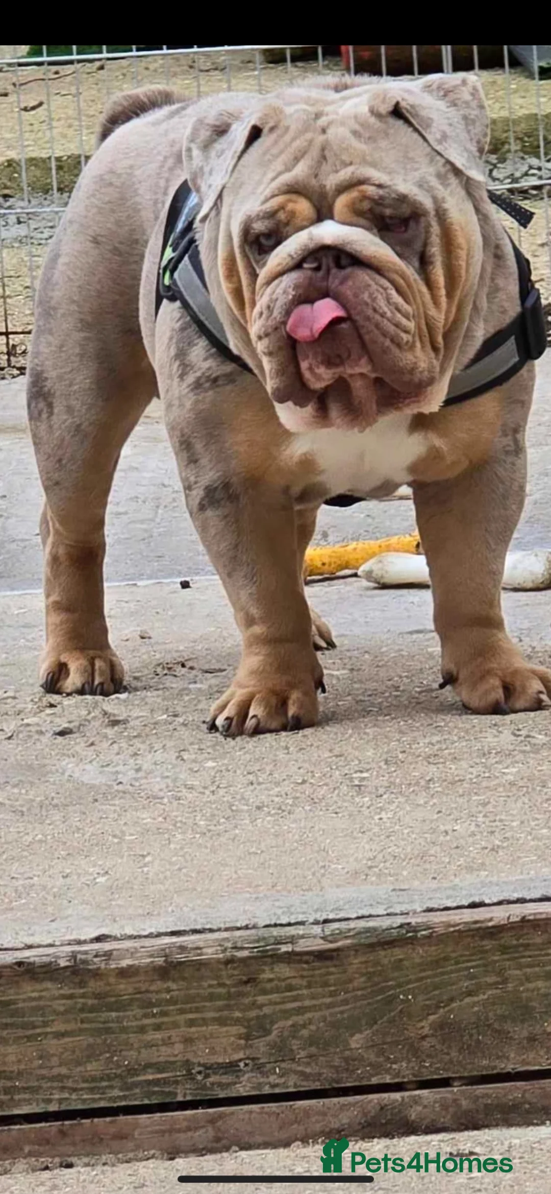 English Bulldog dogs for stud: Lilac Tri Merle English Bulldog in Barnsley - Advert 2