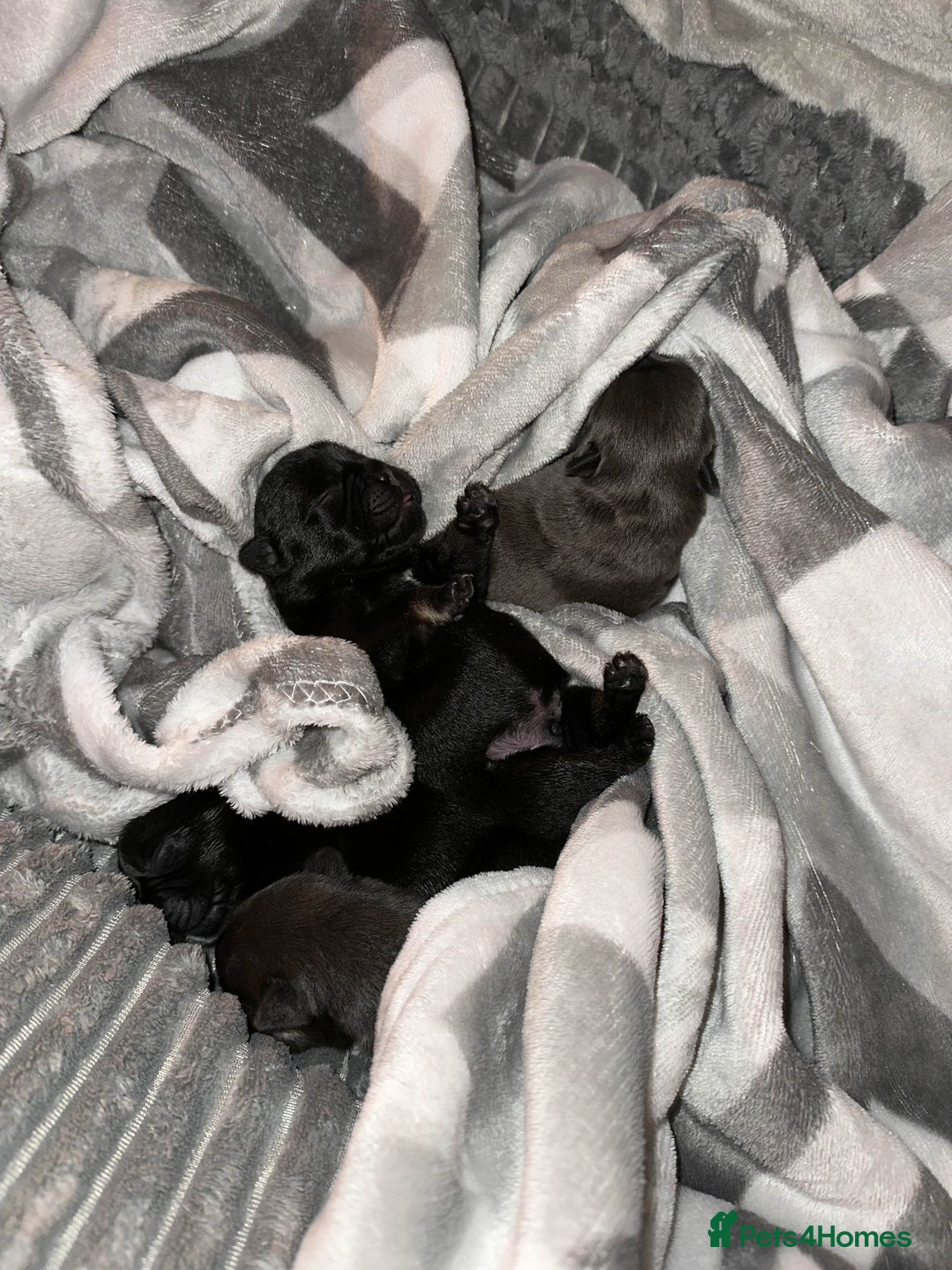 French Bulldog dogs for sale: french bulldog puppys (1 stunning boy left) - Advert 23