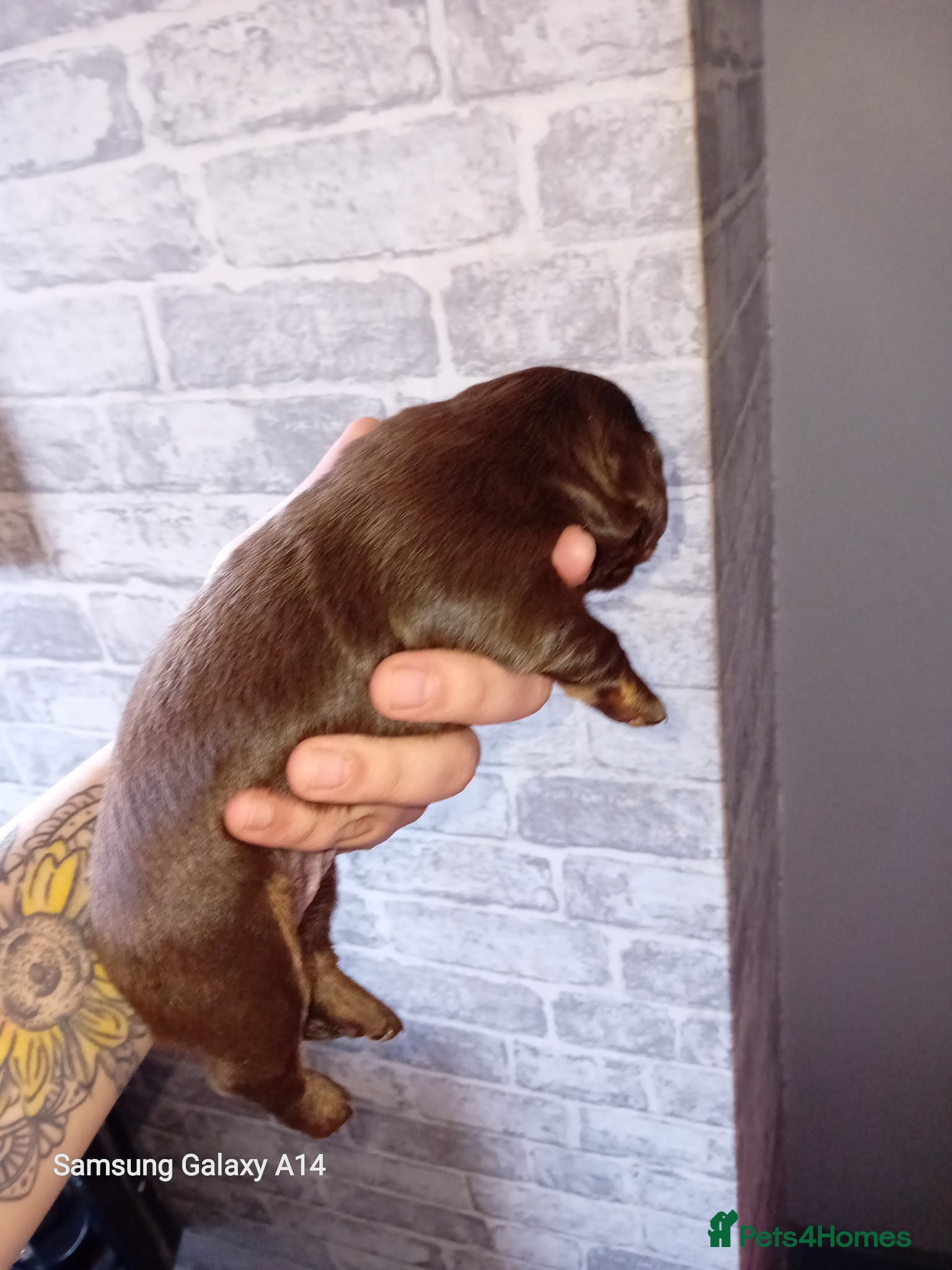 Miniature Dachshund dogs for sale: Long haired mini Dachshund chocolate/tan pointers in Sheffield - Advert 6